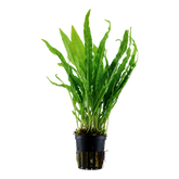 008 Iron Crown Microsorum pteropus